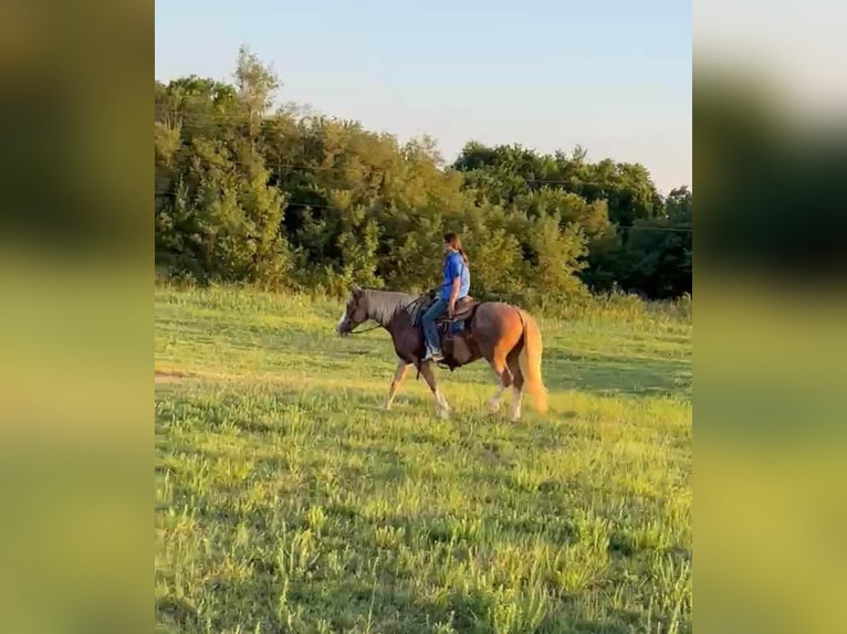 American Quarter Horse Castrone 11 Anni 142 cm Palomino in stillwater OK