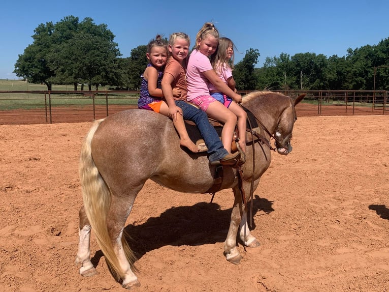 American Quarter Horse Castrone 11 Anni 142 cm Palomino in stillwater OK