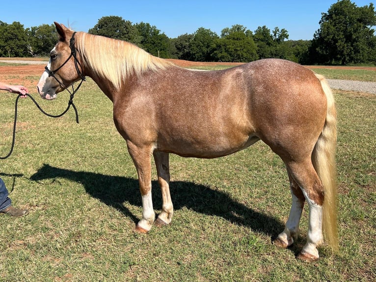 American Quarter Horse Castrone 11 Anni 142 cm Palomino in stillwater OK