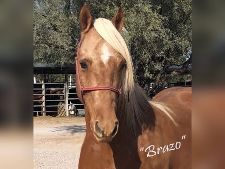American Quarter Horse Castrone 11 Anni 142 cm Palomino in Marana, AZ