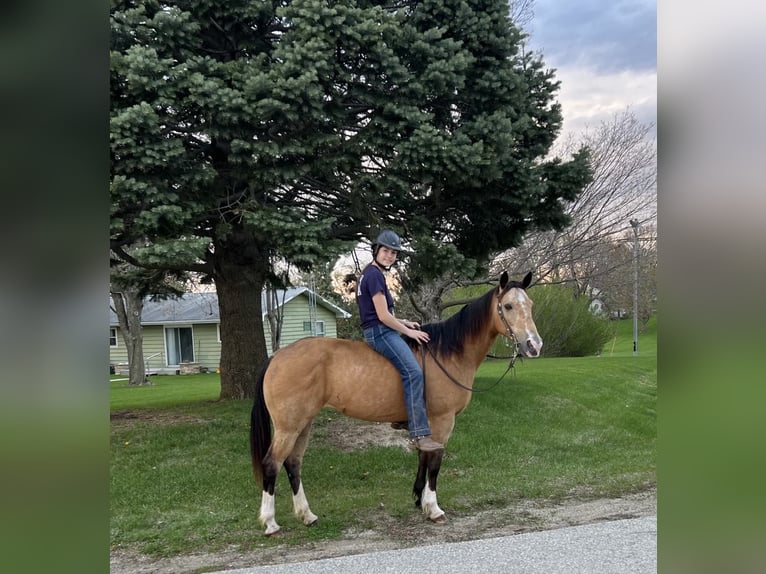 American Quarter Horse Castrone 11 Anni 142 cm Pelle di daino in Libson IA