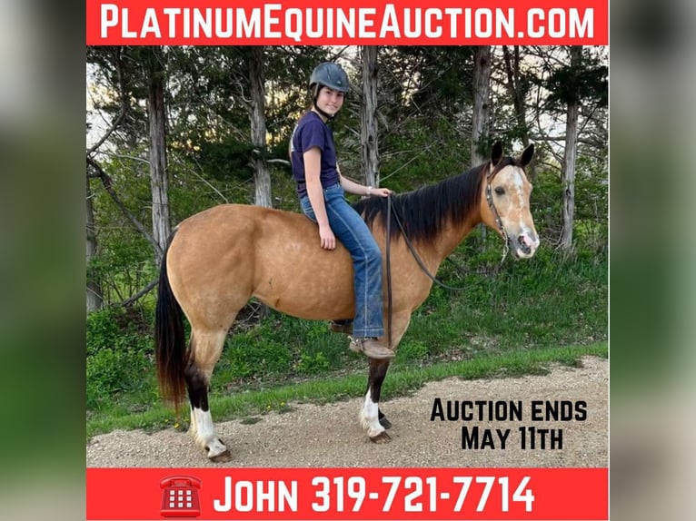 American Quarter Horse Castrone 11 Anni 142 cm Pelle di daino in Libson IA