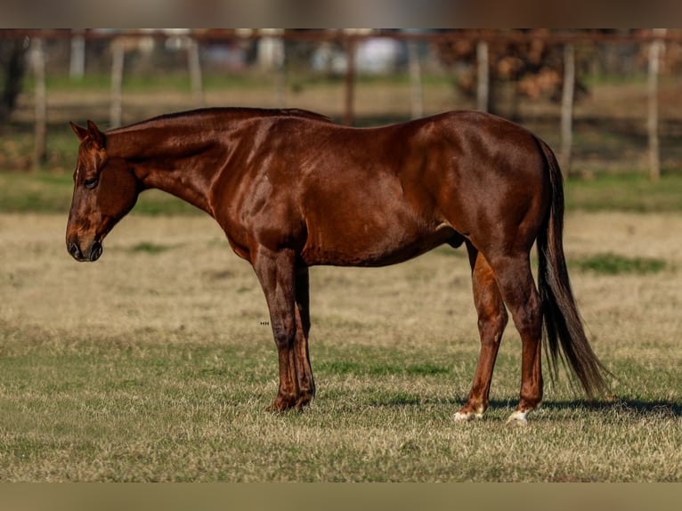 American Quarter Horse Castrone 11 Anni 142 cm Sauro ciliegia in Joshua, TX