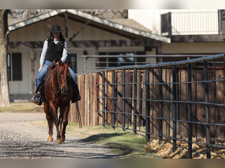 American Quarter Horse Castrone 11 Anni 142 cm Sauro ciliegia in Joshua, TX