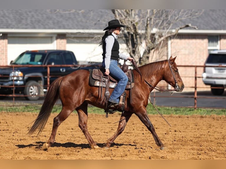 American Quarter Horse Castrone 11 Anni 142 cm Sauro ciliegia in Joshua, TX