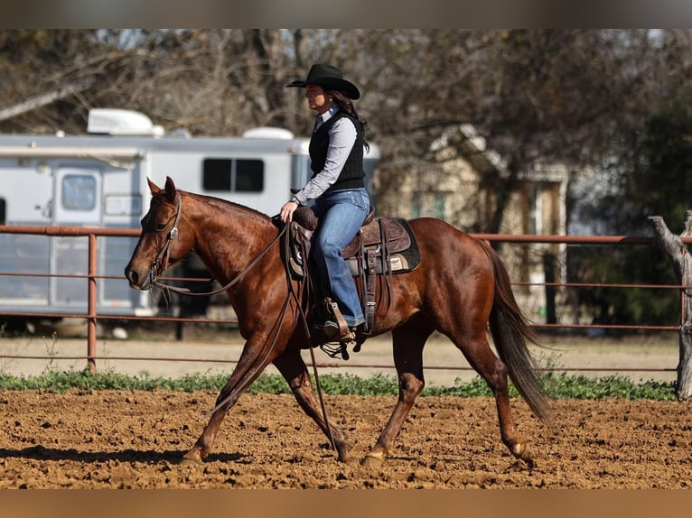 American Quarter Horse Castrone 11 Anni 142 cm Sauro ciliegia in Joshua, TX