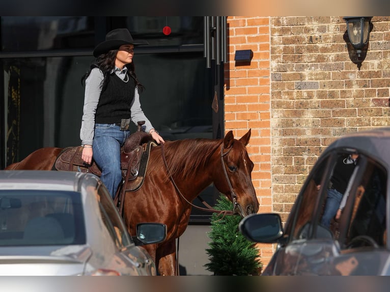 American Quarter Horse Castrone 11 Anni 142 cm Sauro ciliegia in Joshua, TX