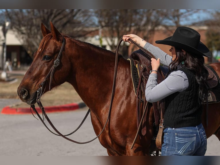 American Quarter Horse Castrone 11 Anni 142 cm Sauro ciliegia in Joshua, TX