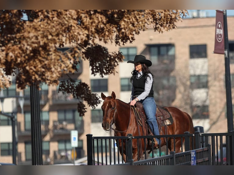 American Quarter Horse Castrone 11 Anni 142 cm Sauro ciliegia in Joshua, TX