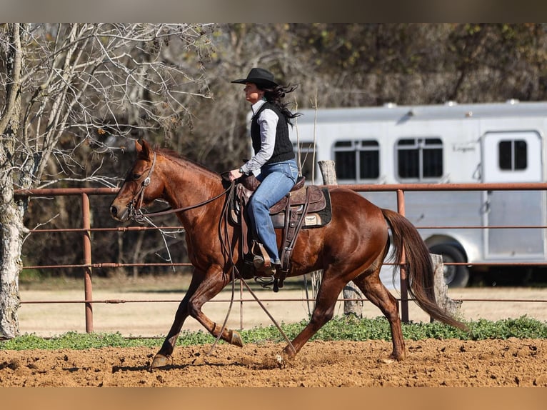 American Quarter Horse Castrone 11 Anni 142 cm Sauro ciliegia in Joshua, TX