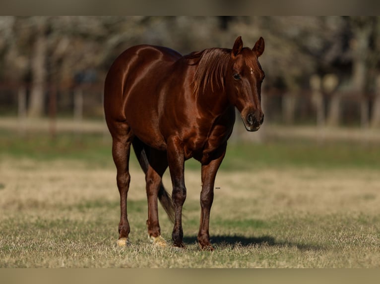 American Quarter Horse Castrone 11 Anni 142 cm Sauro ciliegia in Joshua, TX