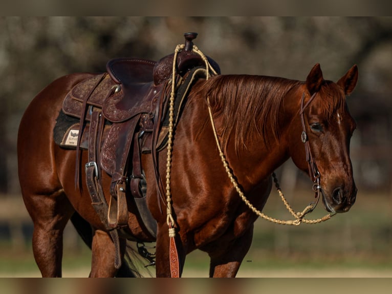 American Quarter Horse Castrone 11 Anni 142 cm Sauro ciliegia in Joshua, TX