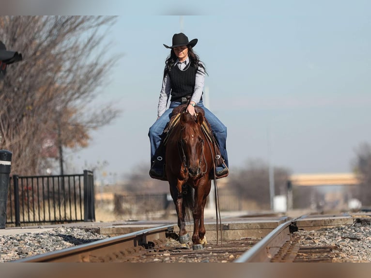 American Quarter Horse Castrone 11 Anni 142 cm Sauro ciliegia in Joshua, TX