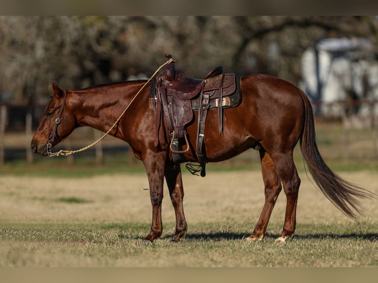 American Quarter Horse Castrone 11 Anni 142 cm Sauro ciliegia in Joshua, TX