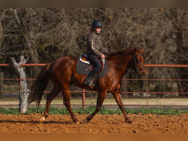 American Quarter Horse Castrone 11 Anni 142 cm Sauro ciliegia in Joshua, TX