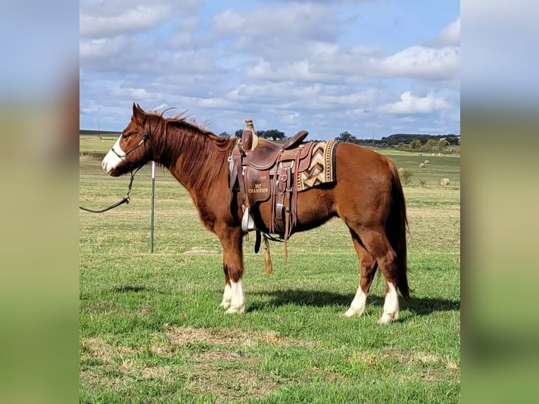 American Quarter Horse Castrone 11 Anni 142 cm Sauro ciliegia in rising Star TX