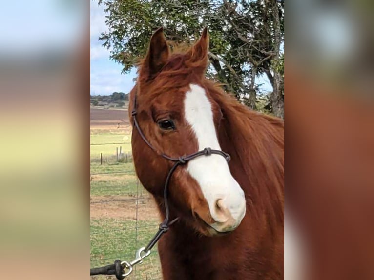 American Quarter Horse Castrone 11 Anni 142 cm Sauro ciliegia in rising Star TX