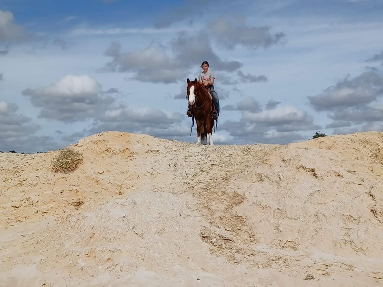 American Quarter Horse Castrone 11 Anni 142 cm Sauro ciliegia in rising Star TX