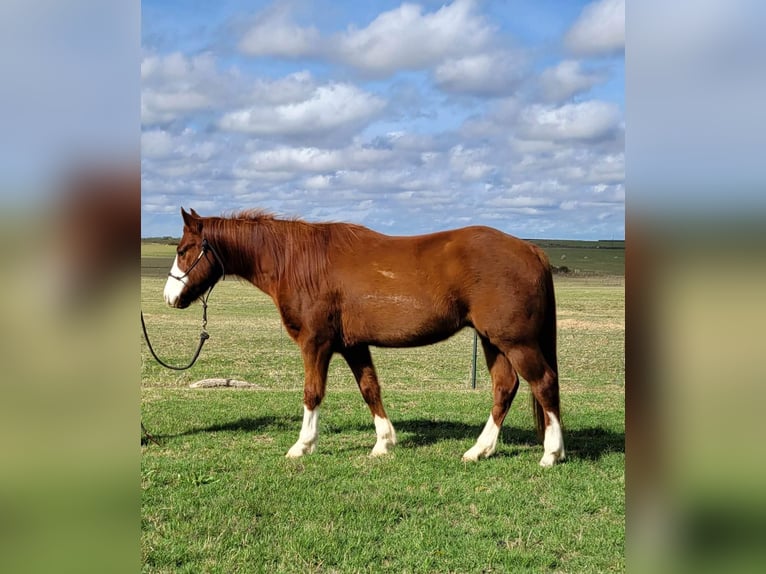 American Quarter Horse Castrone 11 Anni 142 cm Sauro ciliegia in rising Star TX