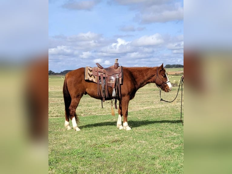 American Quarter Horse Castrone 11 Anni 142 cm Sauro ciliegia in rising Star TX