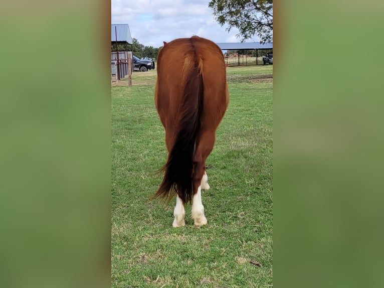 American Quarter Horse Castrone 11 Anni 142 cm Sauro ciliegia in rising Star TX