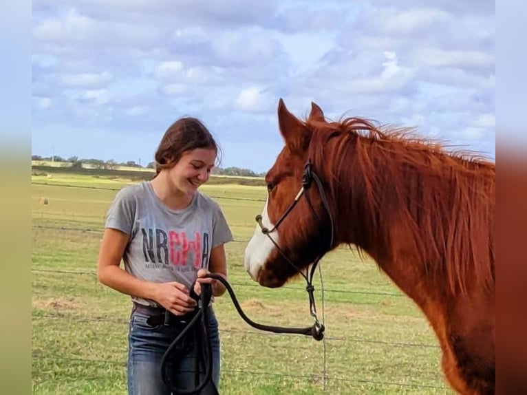 American Quarter Horse Castrone 11 Anni 142 cm Sauro ciliegia in rising Star TX