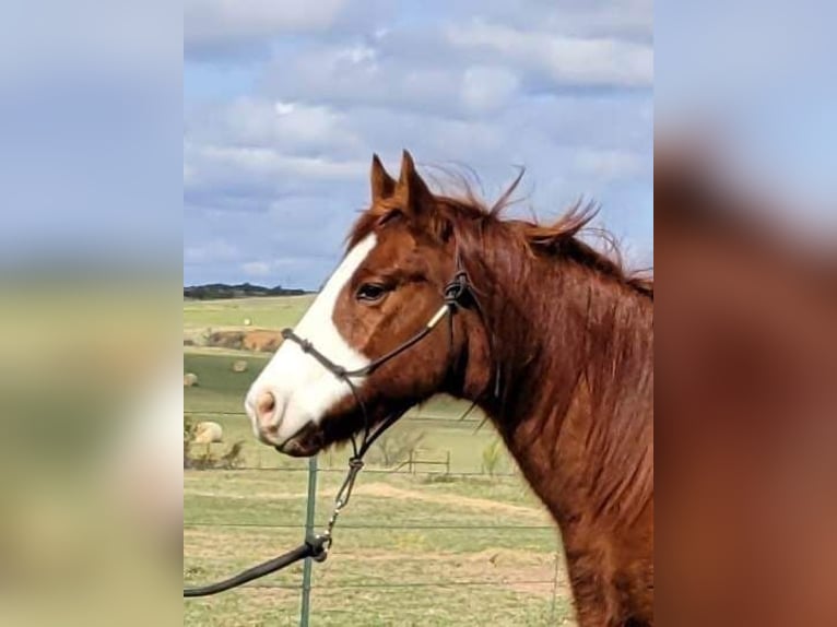 American Quarter Horse Castrone 11 Anni 142 cm Sauro ciliegia in rising Star TX