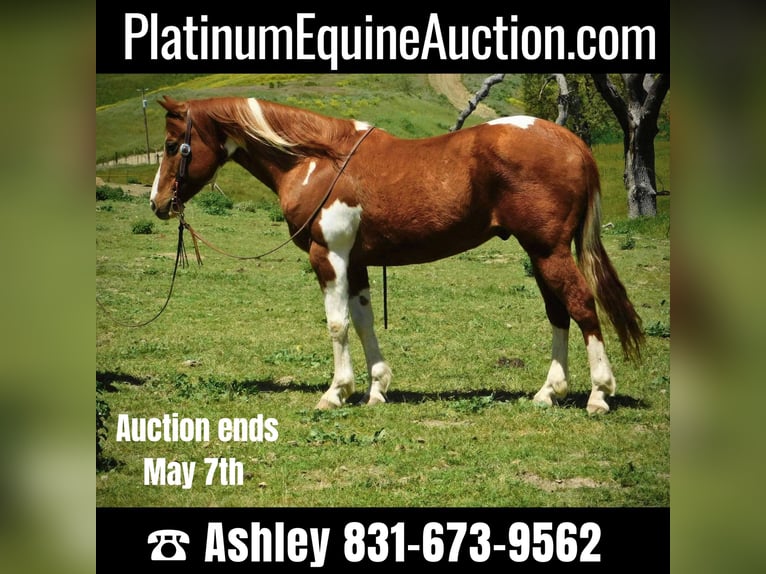 American Quarter Horse Castrone 11 Anni 142 cm Tobiano-tutti i colori in Paicines CA