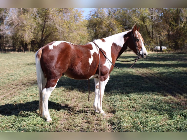 American Quarter Horse Castrone 11 Anni 142 cm Tobiano-tutti i colori in El Paso Tx