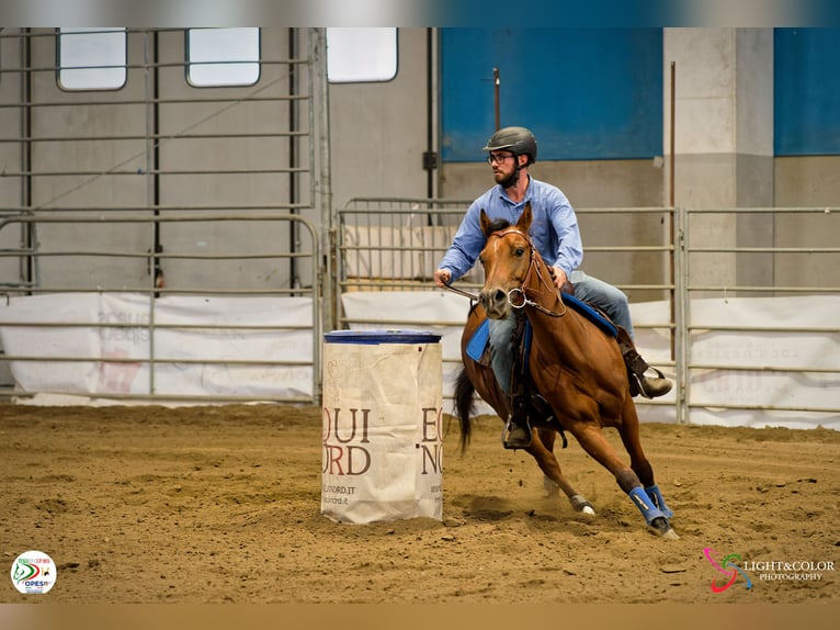 American Quarter Horse Castrone 11 Anni 145 cm Baio in Nonantola