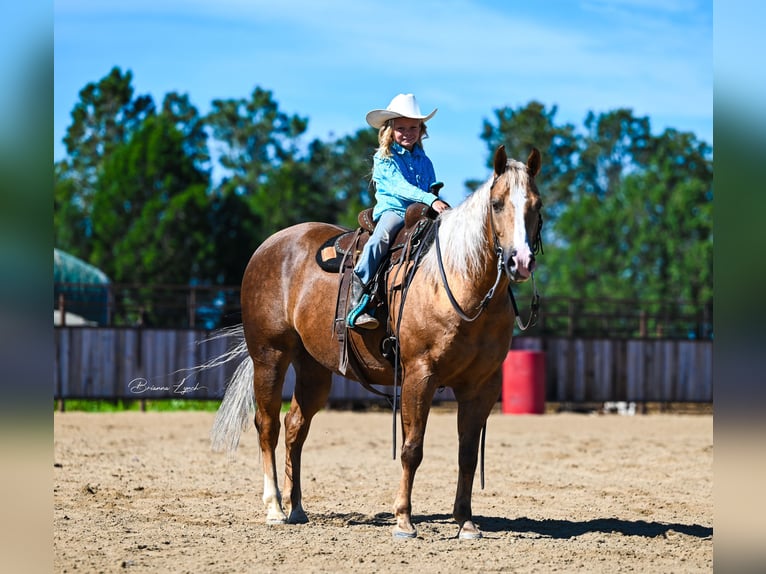 American Quarter Horse Castrone 11 Anni 145 cm Palomino in Canistota, SD