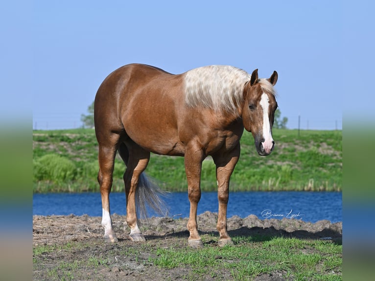 American Quarter Horse Castrone 11 Anni 145 cm Palomino in Canistota, SD