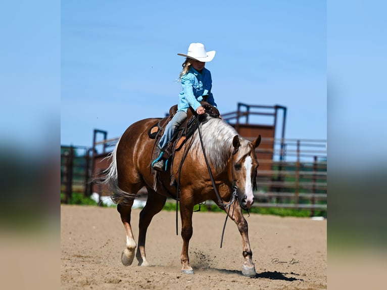 American Quarter Horse Castrone 11 Anni 145 cm Palomino in Canistota, SD