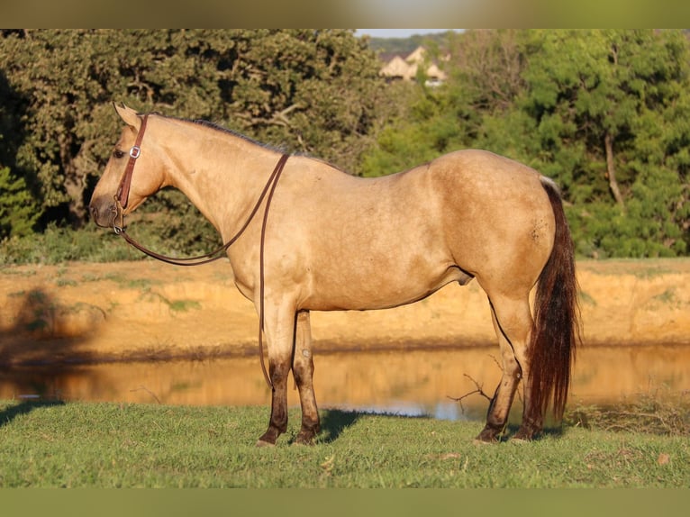 American Quarter Horse Castrone 11 Anni 145 cm Pelle di daino in Cleburne, TX