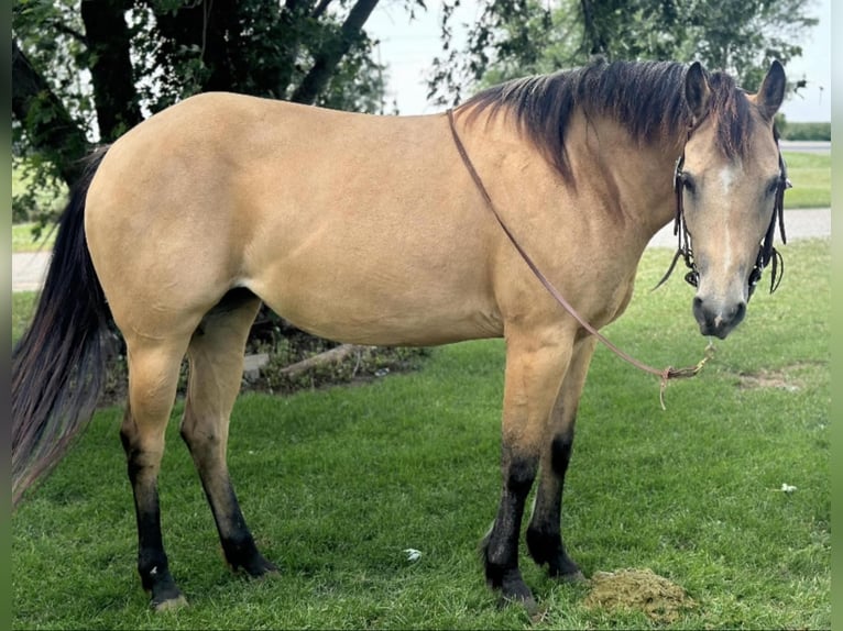 American Quarter Horse Castrone 11 Anni 145 cm Pelle di daino in Perry OK
