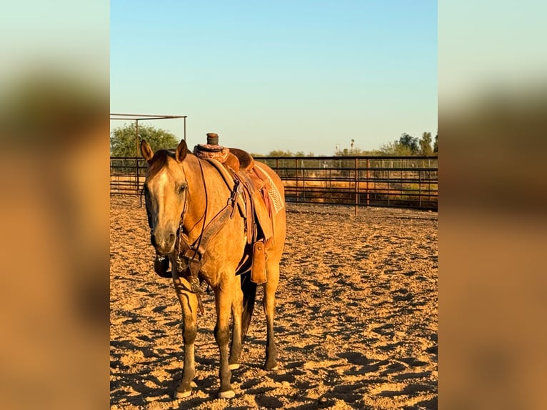 American Quarter Horse Castrone 11 Anni 145 cm Pelle di daino in Perry OK