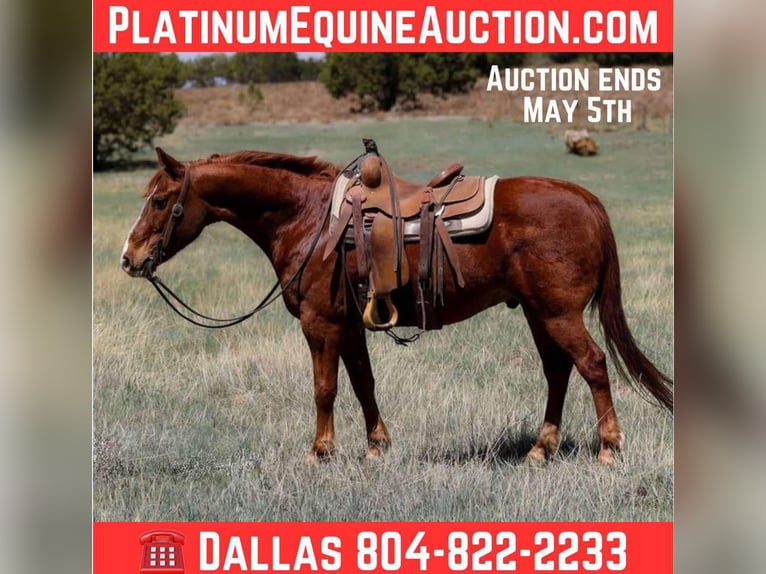 American Quarter Horse Castrone 11 Anni 145 cm Sauro scuro in Camp Verde AZ