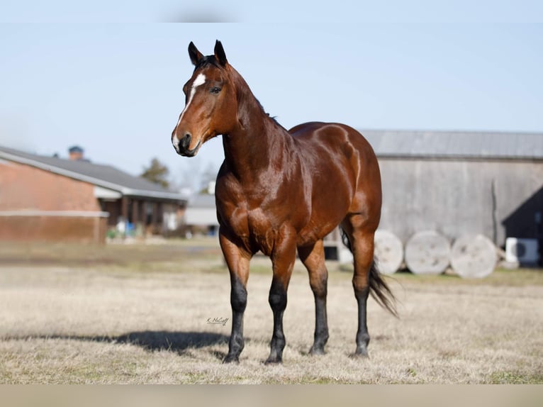 American Quarter Horse Castrone 11 Anni 147 cm Baio ciliegia in Ravennna TX