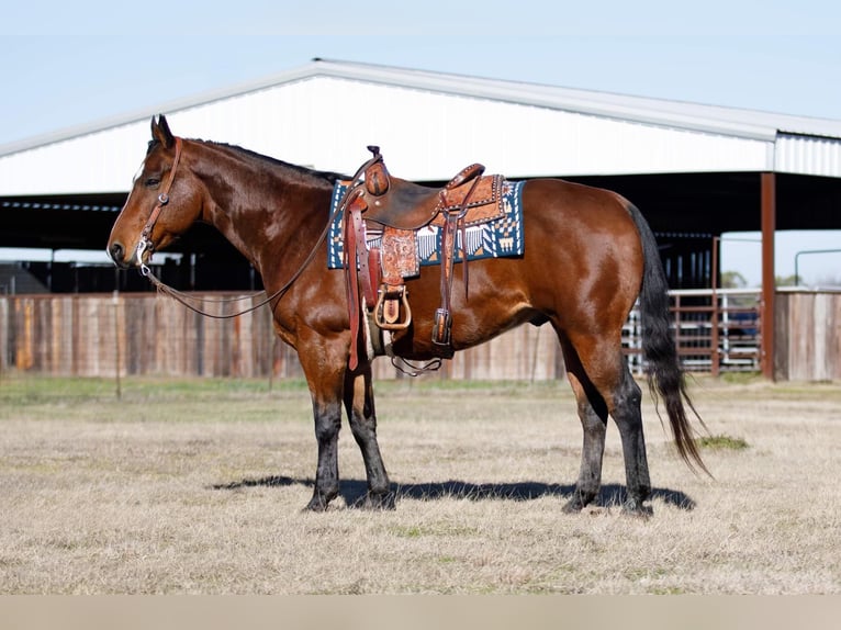 American Quarter Horse Castrone 11 Anni 147 cm Baio ciliegia in Ravennna TX