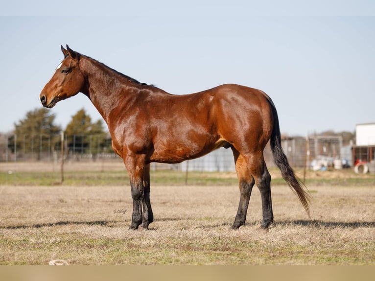 American Quarter Horse Castrone 11 Anni 147 cm Baio ciliegia in Ravennna TX