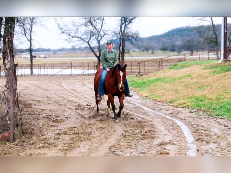American Quarter Horse Castrone 11 Anni 147 cm Baio ciliegia in Stephenville TX