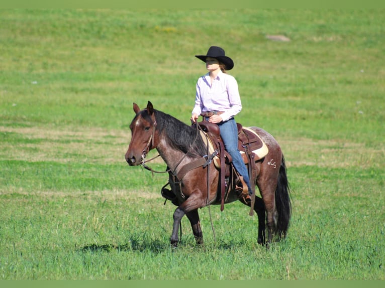 American Quarter Horse Castrone 11 Anni 147 cm Baio roano in Clarion, PA