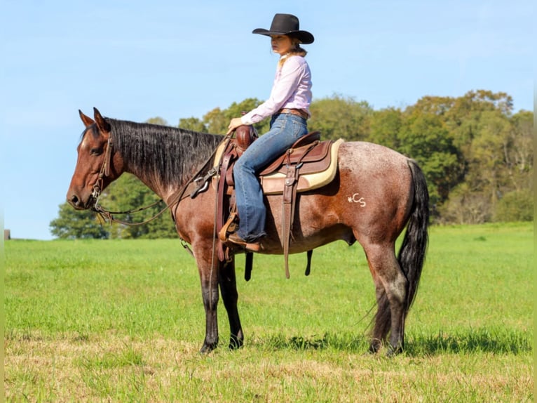 American Quarter Horse Castrone 11 Anni 147 cm Baio roano in Clarion, PA