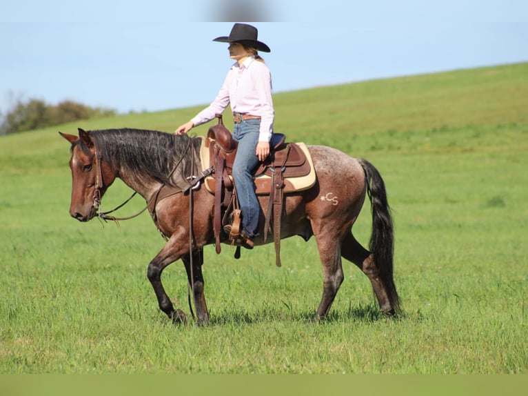 American Quarter Horse Castrone 11 Anni 147 cm Baio roano in Clarion, PA