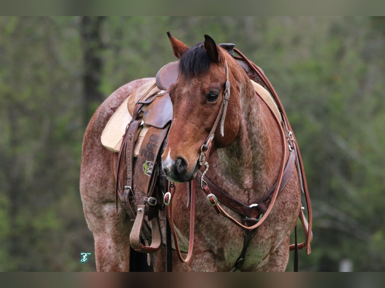 American Quarter Horse Castrone 11 Anni 147 cm Baio roano in Lufkin