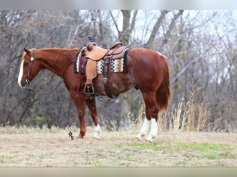 American Quarter Horse Castrone 11 Anni 147 cm in Rosemount, MN