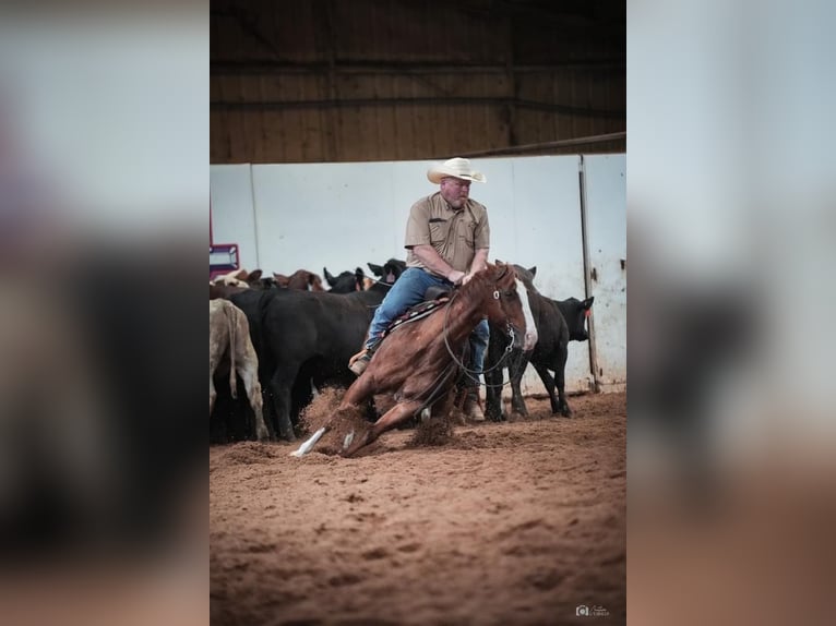 American Quarter Horse Castrone 11 Anni 147 cm in Rosemount, MN