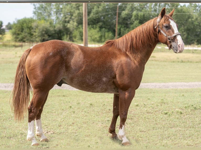 American Quarter Horse Castrone 11 Anni 147 cm in Rosemount, MN