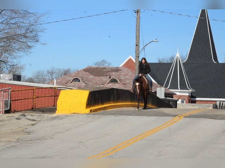 American Quarter Horse Castrone 11 Anni 147 cm Falbo in Charleston