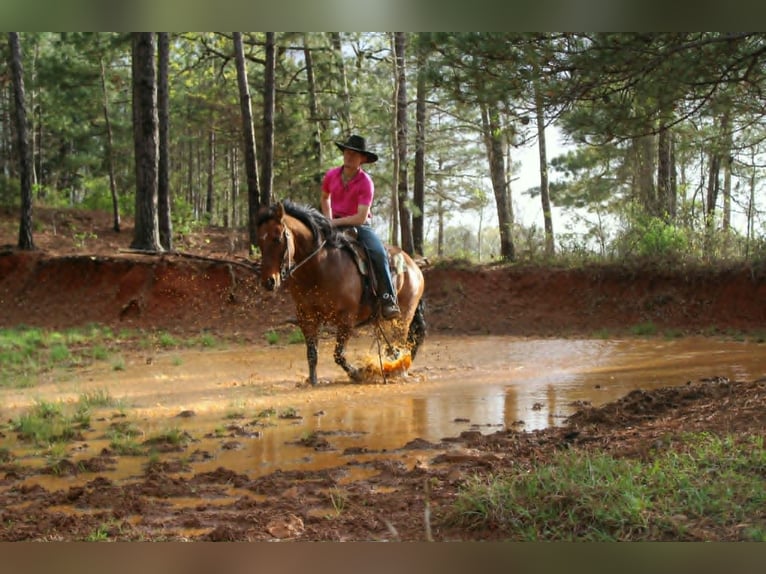 American Quarter Horse Castrone 11 Anni 147 cm Falbo in Rusk